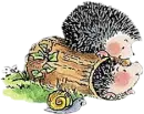 hedghog