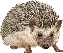 hedghog tube