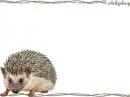 hedghog background