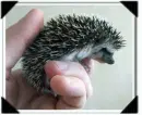 hedghog
