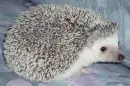 pretty hedghog