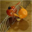 forbidden fruit