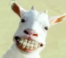 ha ha a goat