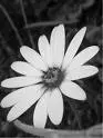 white daisy