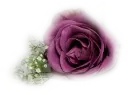 Purpure