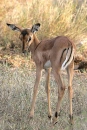Impala baby