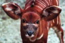 Baby Bongo
