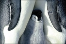 Penguin love