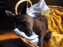 Sleepy BAby Kangaroo