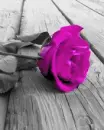 rose