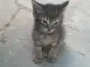 ***Cat Micko***
