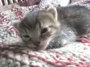 ***Cat***