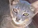 ***Cat***