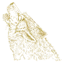 gold wolf