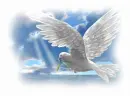  SpiritDove