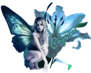 Crystal - Blue Fairyflower