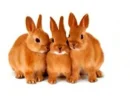 bunnies