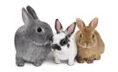 bunnies