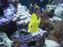 Fish-Underwater