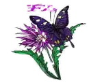 FLO BUTTERFLY