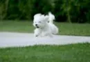 a running puppy