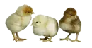 chicks