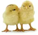 chicks