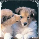 cute