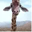 cute
