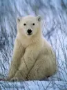 cute