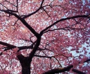 cherry tree