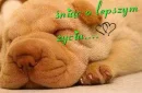seet dream -- dream of better world