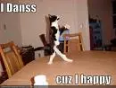 Cat dancing
