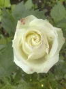 W ROSE