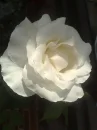 ROSE WR1