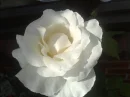 B ROSE 2