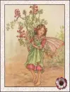 fairy