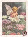 fairy