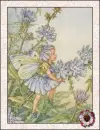 fairy