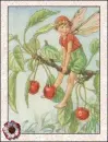 fairy