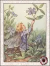 fairy