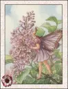 fairy