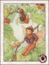 fairy