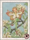 fairy