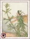 fairy