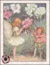 fairy