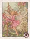 fairy