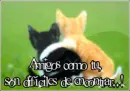 friends amigos(as) amistad