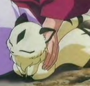 Kirara Pet