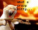 crazy kitty...